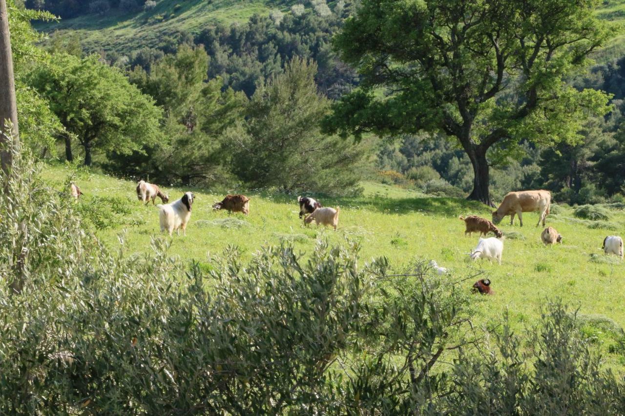 B&B Il Vigneto Trebisacce Eksteriør billede